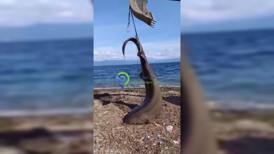 Bursa Mudanya sahilinde camgöz köpek balığı ağlara takıldı!
