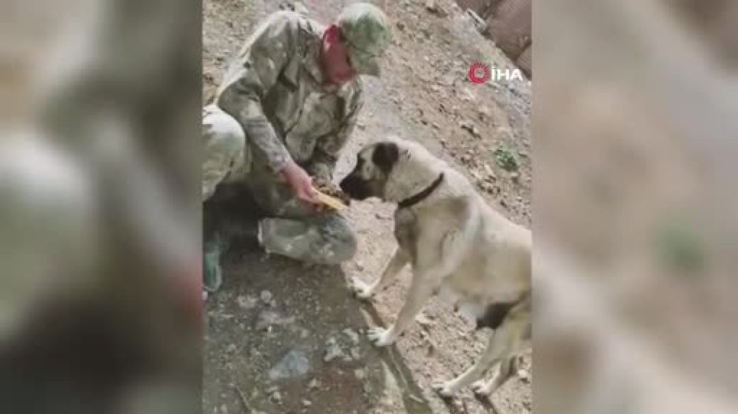 Yürekleri ısıtan görüntü! Mehmetçiğin baktığı kedi ve köpeğe büyük beğeni