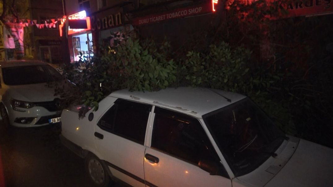 Bursa'da lodos etkisi: Ağaç otomobilin üzerine devrildi