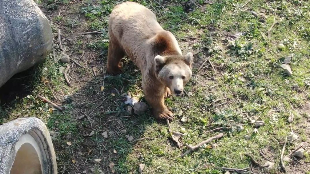 Bursa'da sevimli ayının felç ayağı tedavi edildi