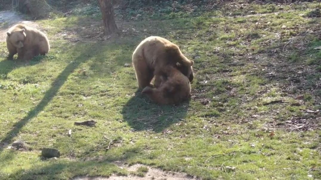 Bursa'da kış uykusuna yatamayan ayılar güneşin keyfini çıkardı