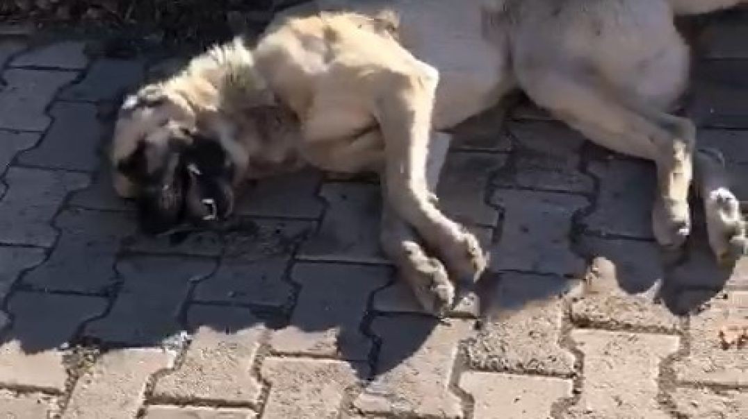 Elazığ'da katliam! Vicdansızlar köpekleri zehirledi