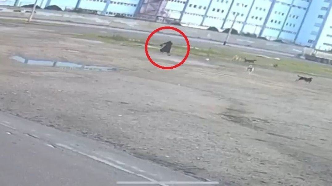 Bursa'da yaşlı kadın 10 köpeğin ortasında kaldı... Ölümden döndüğü anlar kamerada!