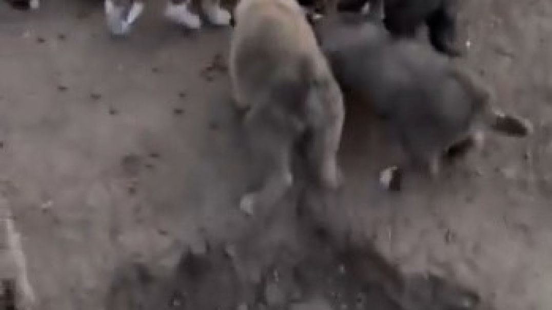Erzincan Belediyesi'nden "köpek katliamı" açıklaması