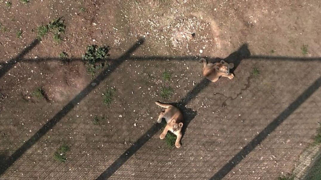 Bursa'nın minik aslanları ilk kez dron görünce şaşıp kaldılar