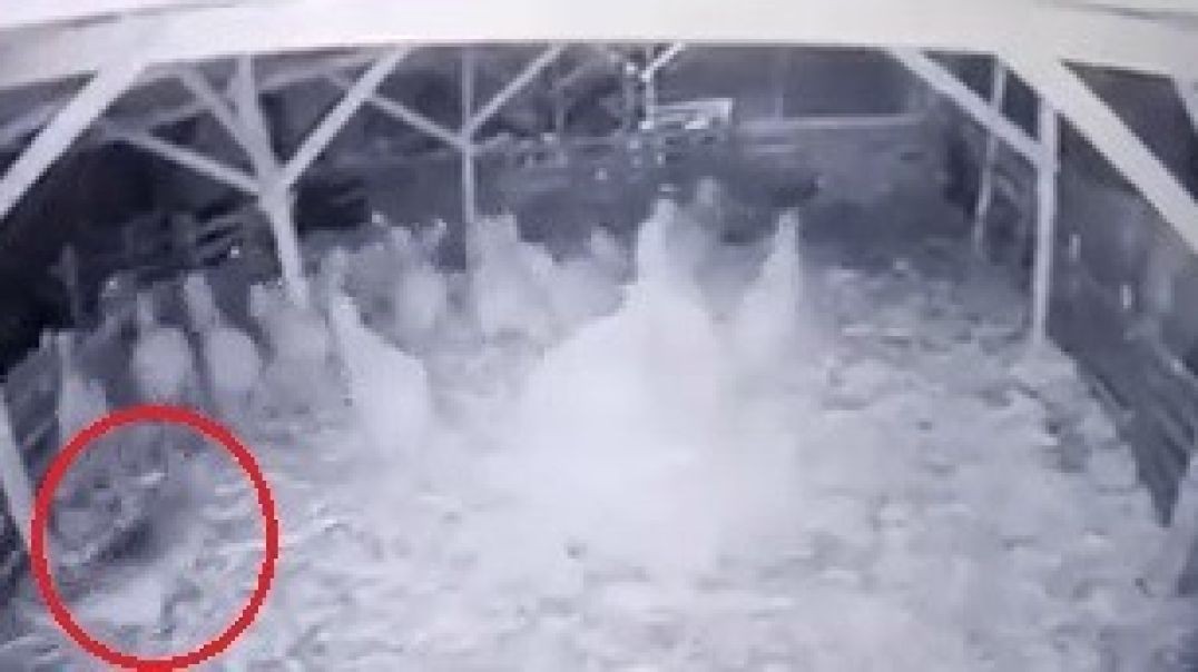 Bursa'da aç kalan kurt koyunlara saldırdı... Kuzuyu kapıp kaçtığı anlar kamerada!