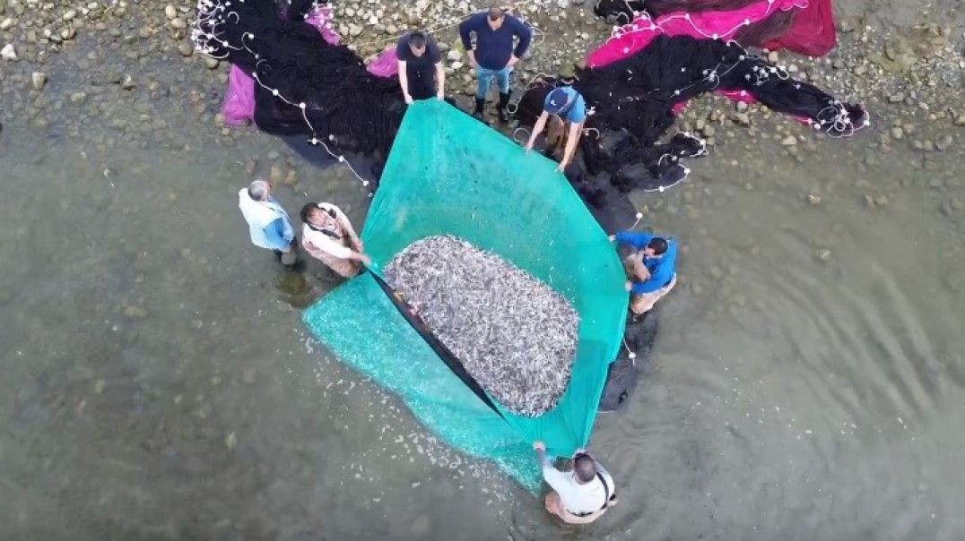 İznik Gölü'nde 1 günde 30 ton gümüş balık tutuldu!