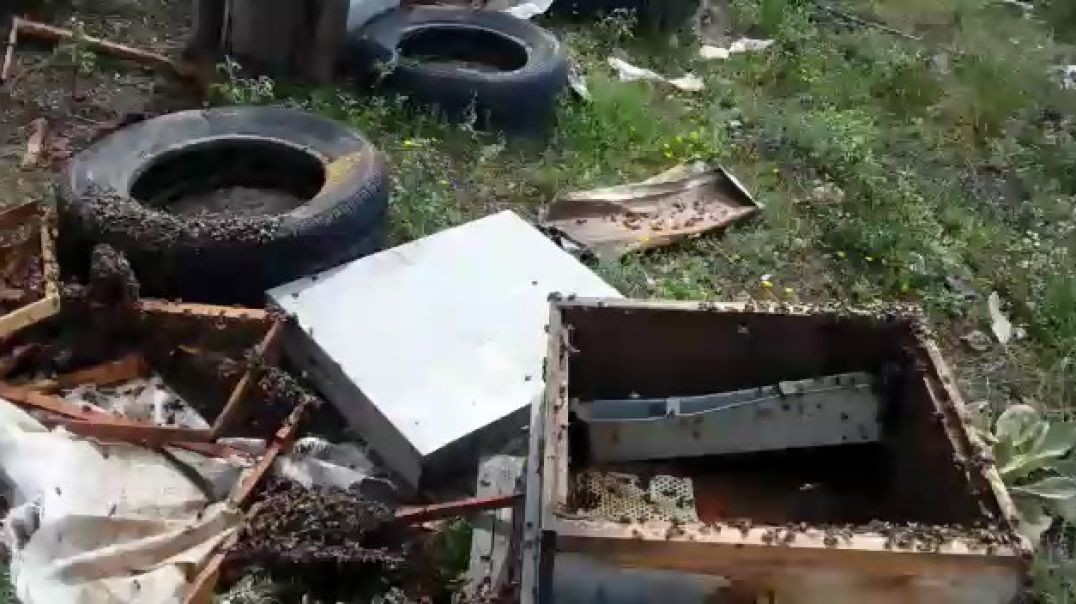 Bursa'da aç kalan ayı kovanlara saldırdı