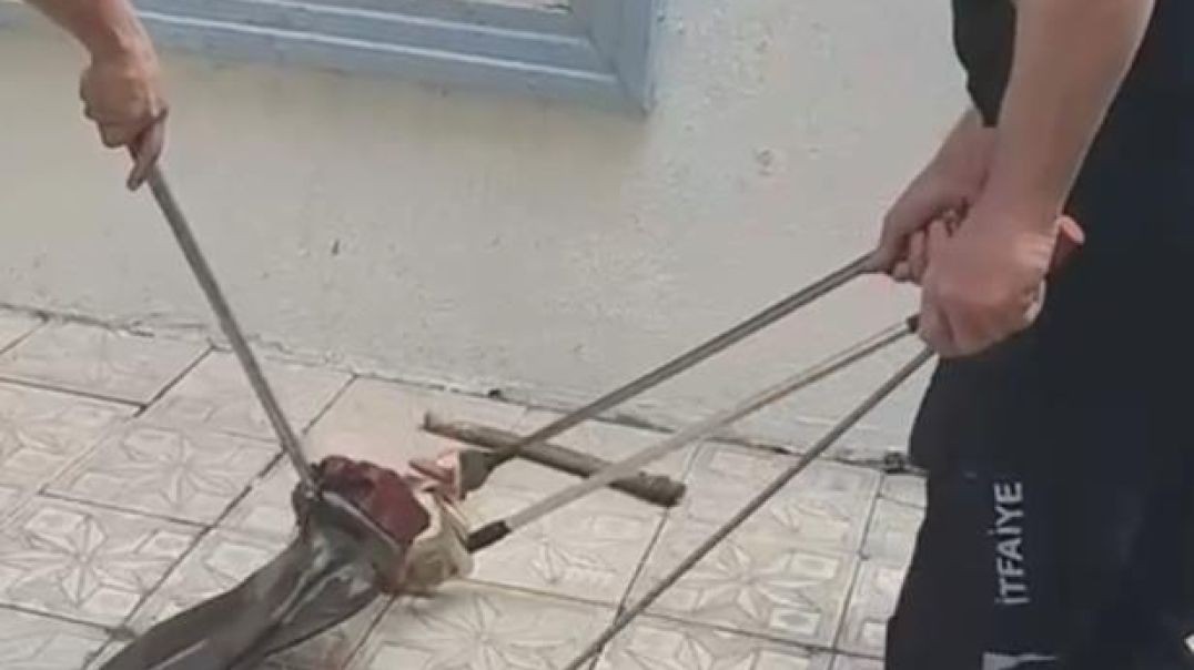 Bursa'da sokak ortasındaki yılan paniğe neden oldu