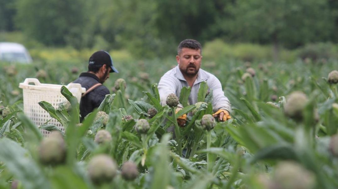 Şifa deposu enginar hasadı Bursa'da başladı!