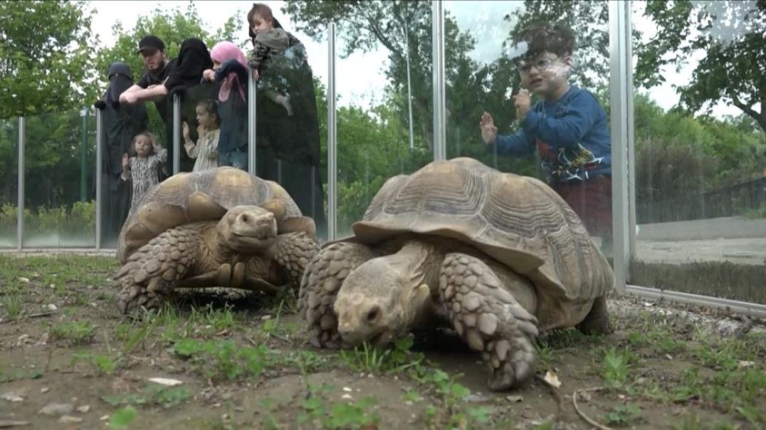 Bursa'daki hayvanat bahçesinde kaplumbağalara ziyafet verildi
