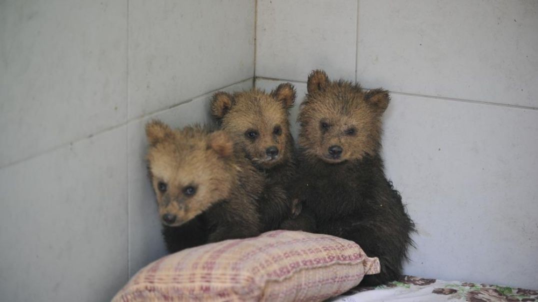 Annesiz kalan yavru ayılar Bursa'da yeni hayatlarına kavuştular