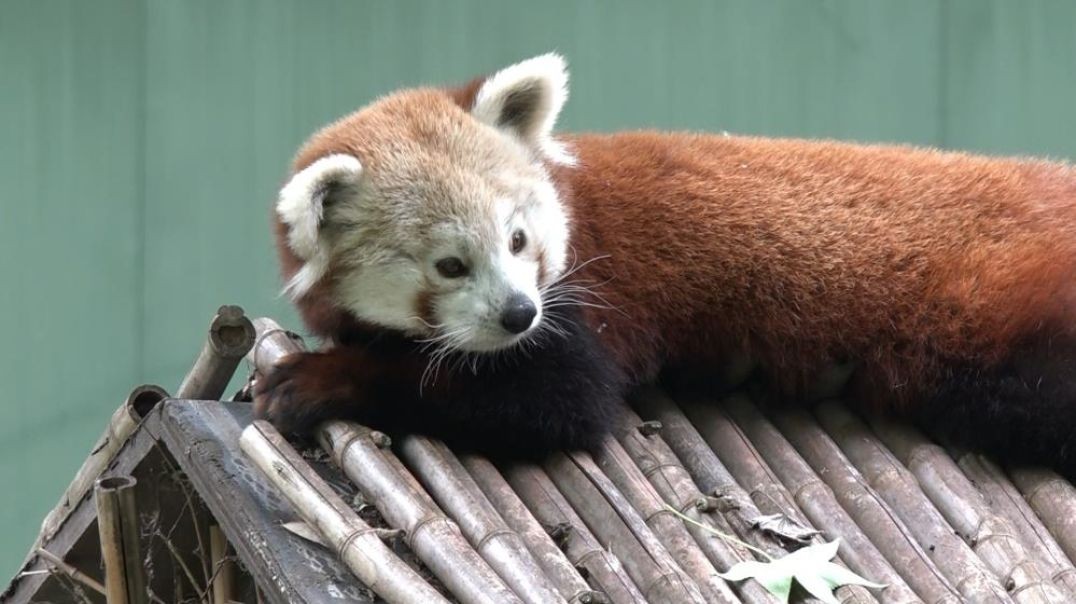 Macaristan'dan Bursa'ya gelen kızıl panda halinden memnun
