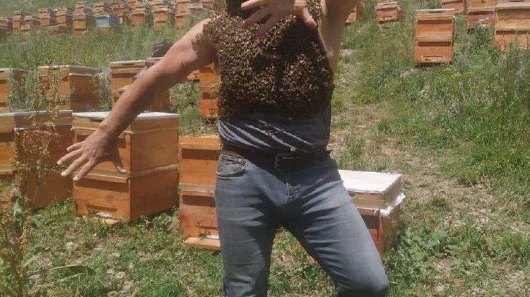 Karslı arılara fısıldayan adam sınırları zorladı!