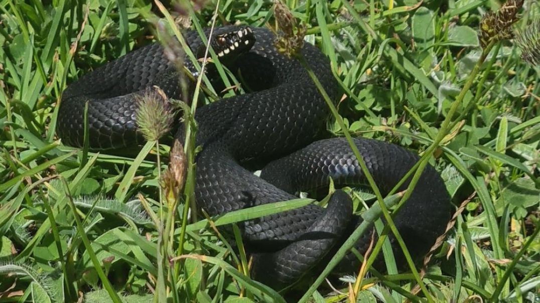 Tek ısırığıyla 100 kişiyi öldürebilen yılan Uludağ'da görüldü!