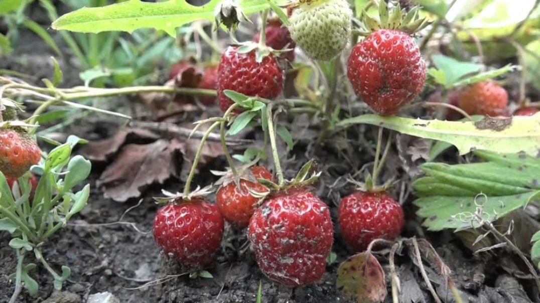 Bursa'da çilek üreticileri çaresizce mahsullerinin çürümesini izledi!