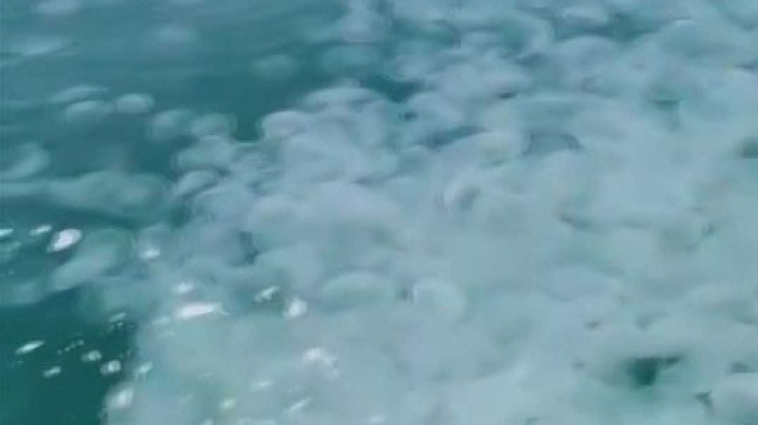 Güney Marmara'da denizanası istilası tedirgin etti!