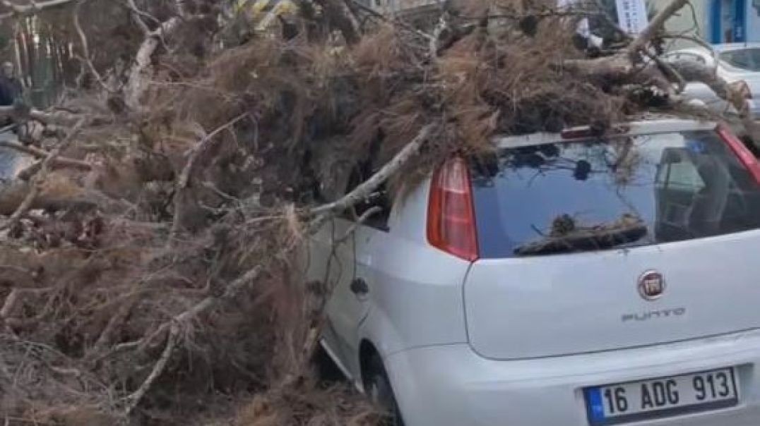 Bursa'da ağacın düşmesi hesaplanamayınca  otomobilin üzerine devrildi
