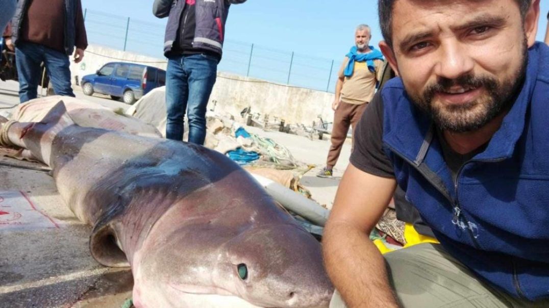 Gemlik Körfezi'nde balıkçı ağına dev köpekbalığı takıldı