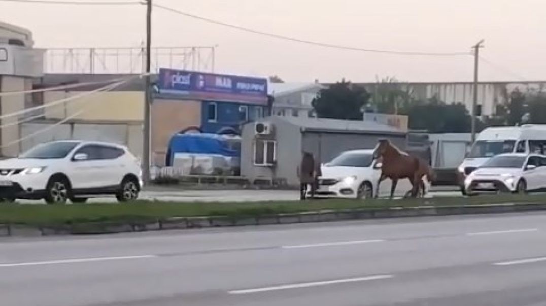 Bursa'da başıboş atlar yine trafikte tehlike saçtı