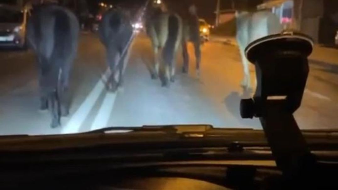 Bursa'da başıboş atlar yine işbaşında: Trafikte tehlike saçtılar!