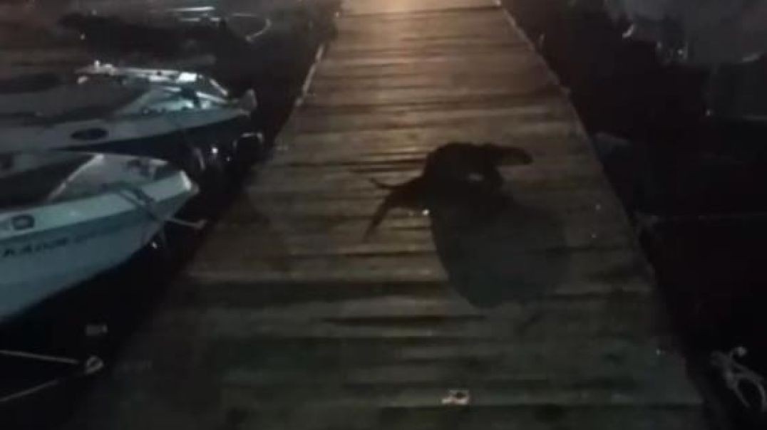 Bursa'da karaya çıkan su samuru kediyi kovalamaya başladı