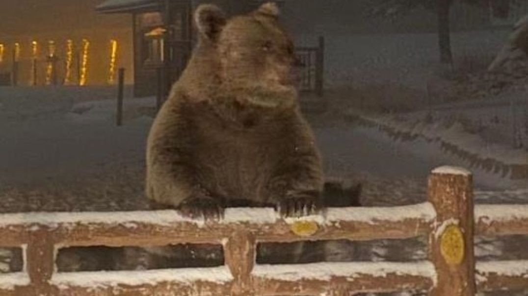Bursa'da karnı acıkınca kış uykusuna yatamayan ayılar günübirlikçilere saldırdı!