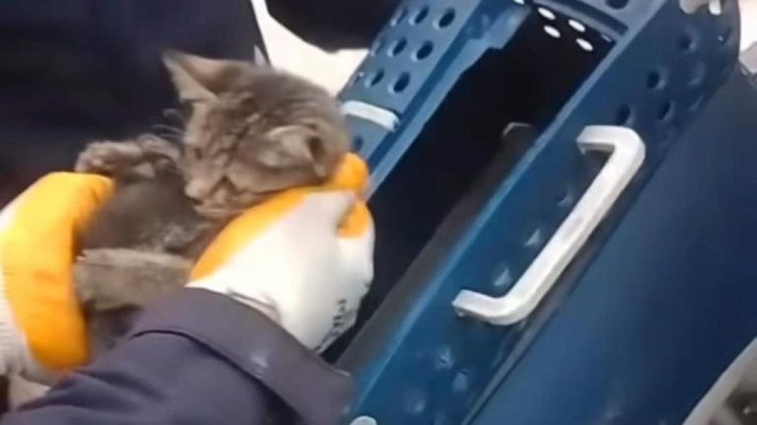 Bursa'da kaputa sıkışan yavru kedi için seferber oldular