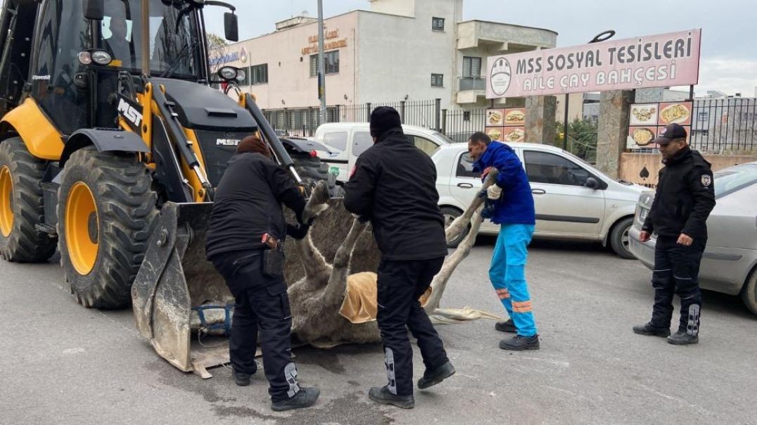 Bursa'da yol ortasına yığılan başıboş at öldü!