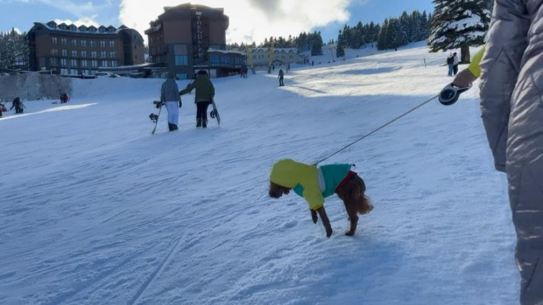Uludağ'da talihsiz kaza: Kayakçı ile köpek çarpıştı!