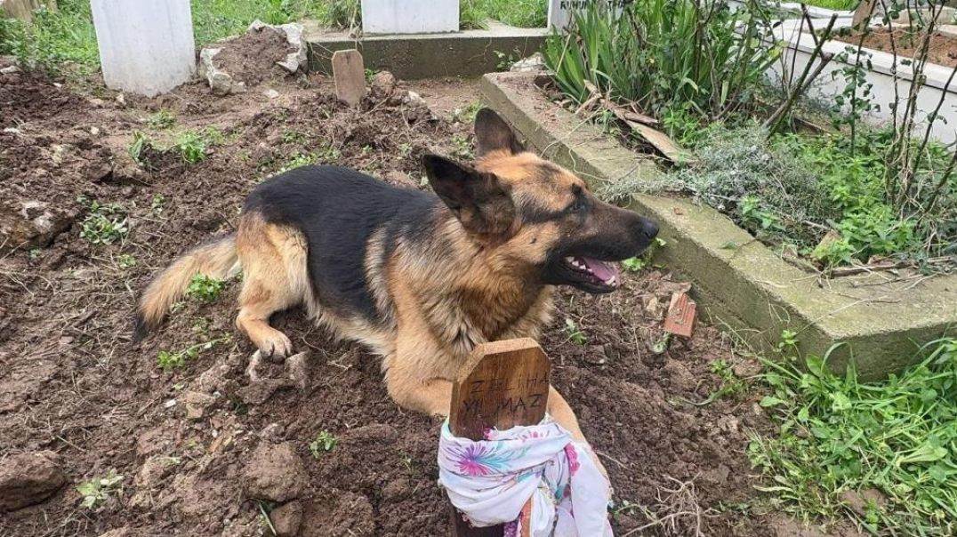 Bursa'da çocuğu gibi baktığı köpeği mezarı başından gitmiyor