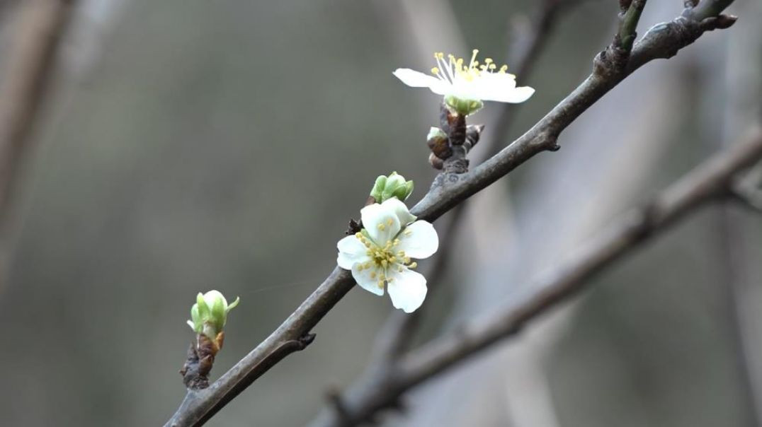 Bursa'da ağaçlar kışı görmeden baharı müjdeledi