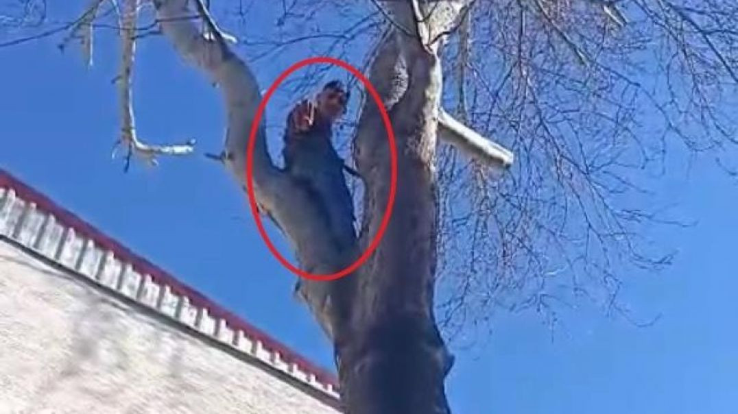 Bursa'da maymun gibi ağaca tırmanan hırsız polise el sallasa da yakalanmaktan kaçamadı!