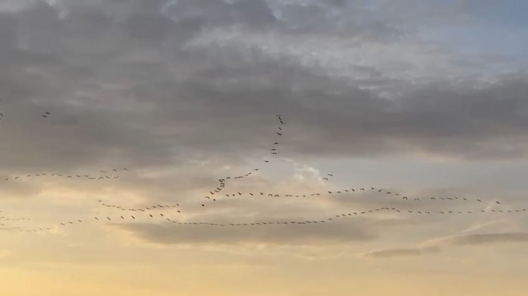 Bursa semalarında pelikanların göçü görenleri mest etti