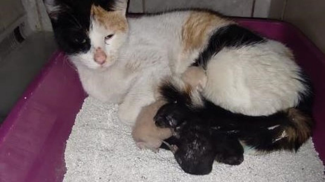 Bursa'da doğum zamanı gelen kedi hastaneye sığındı