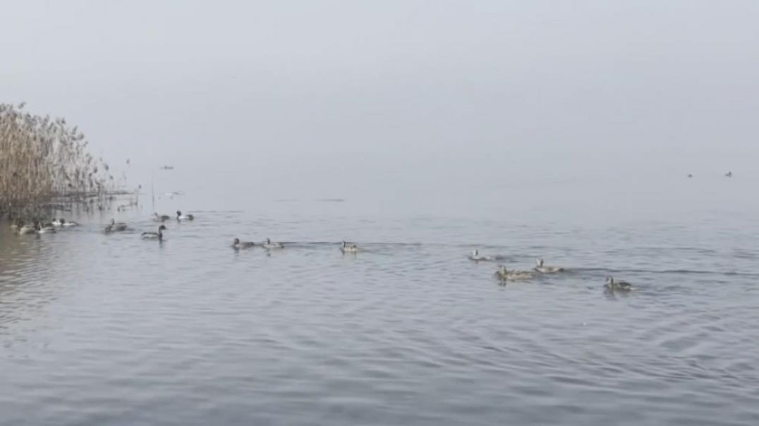 Tedavileri tamamlanan ördekler Ulubat Gölü'ne geri bırakıldı