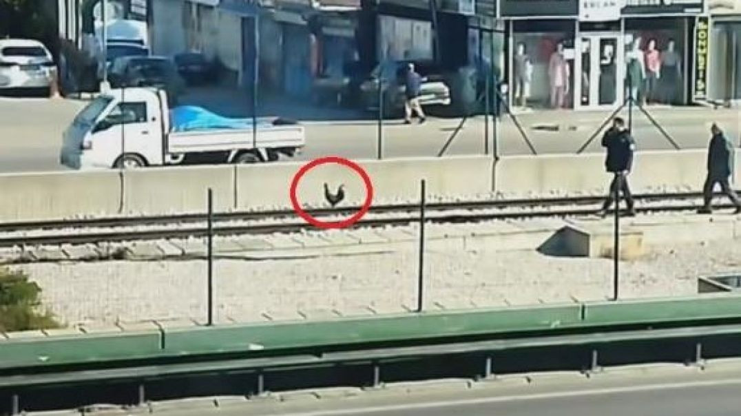 Bursa'da metro raylarında horoz operasyonu: Sahibinin elinden kaçtı!