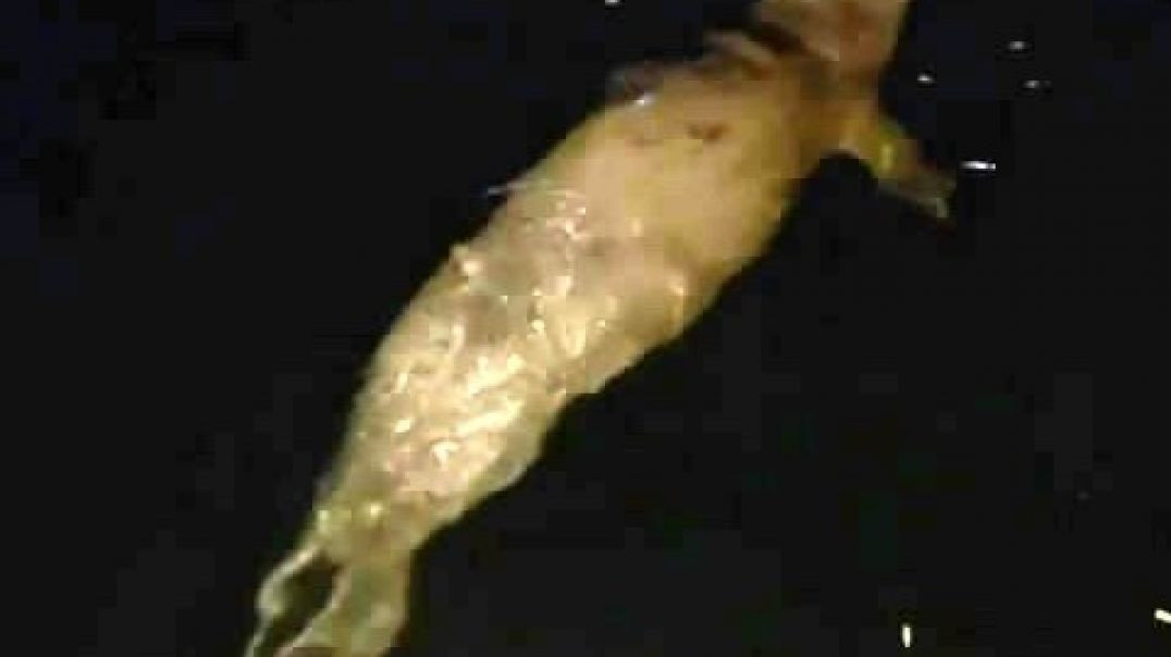 Mudanya'da denizden çıkan fok balığı görenleri şaşkına çevirdi