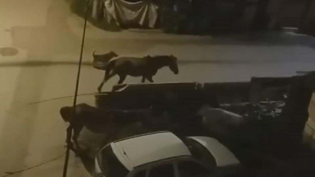 Bursa sokakları gece başıboş atlara kaldı