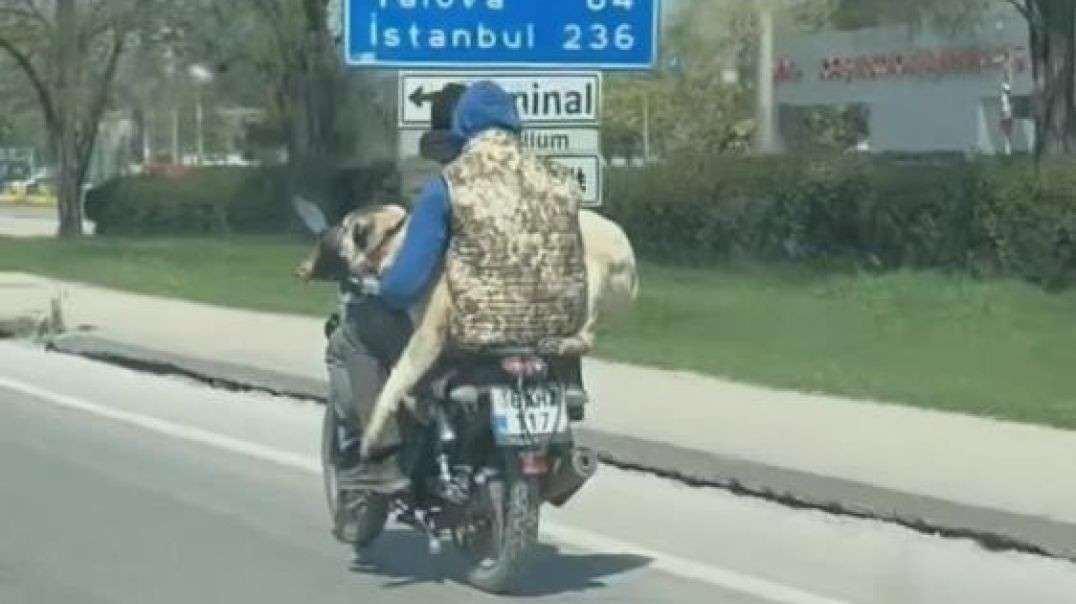Bursa'da kangal köpeğiyle kucakta motosiklet yolculuğu yürekleri ağza getirdi