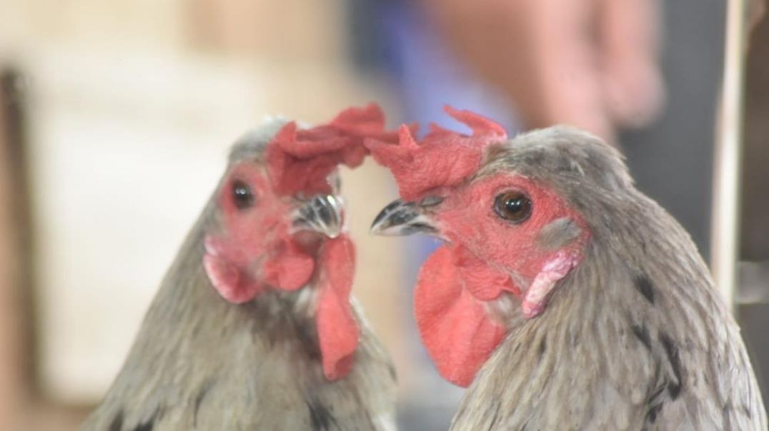 Bursa'da yarı tavuk olan horoz görenleri şaşırtıyor