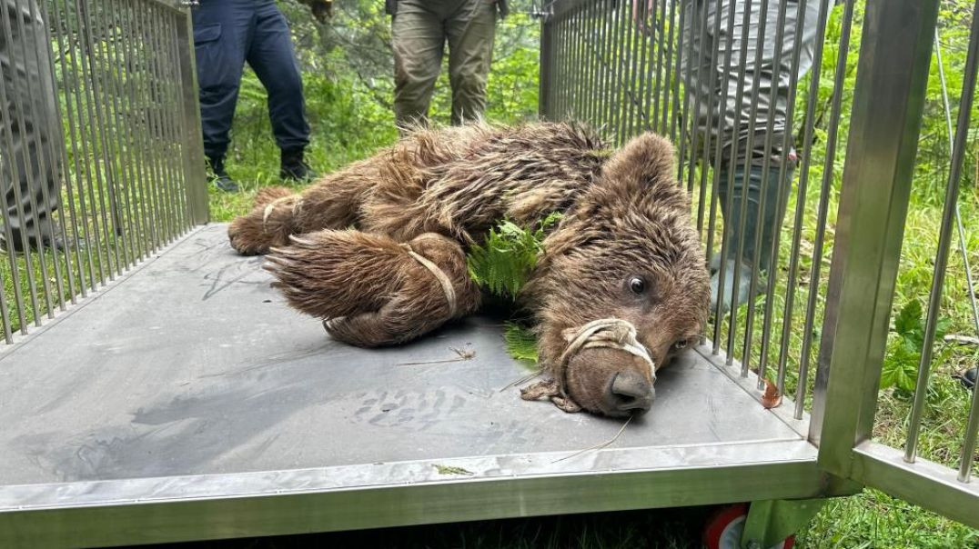 Uludağ'da operasyonla kurtarılan yavru ayı barınakta