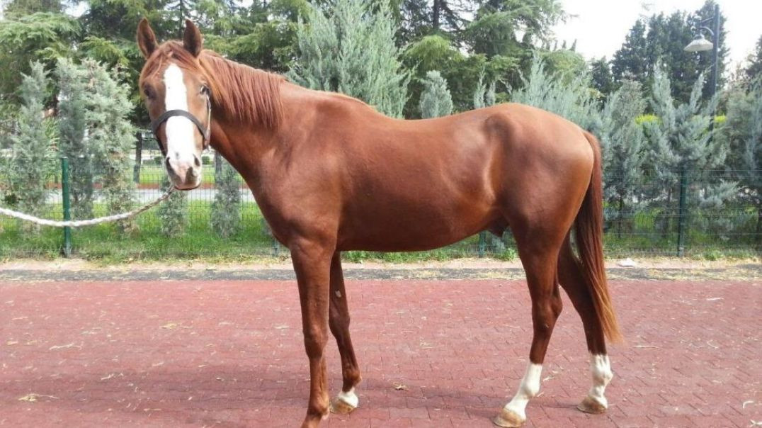 Milyonluk taylar Bursa'da satışa çıkacak