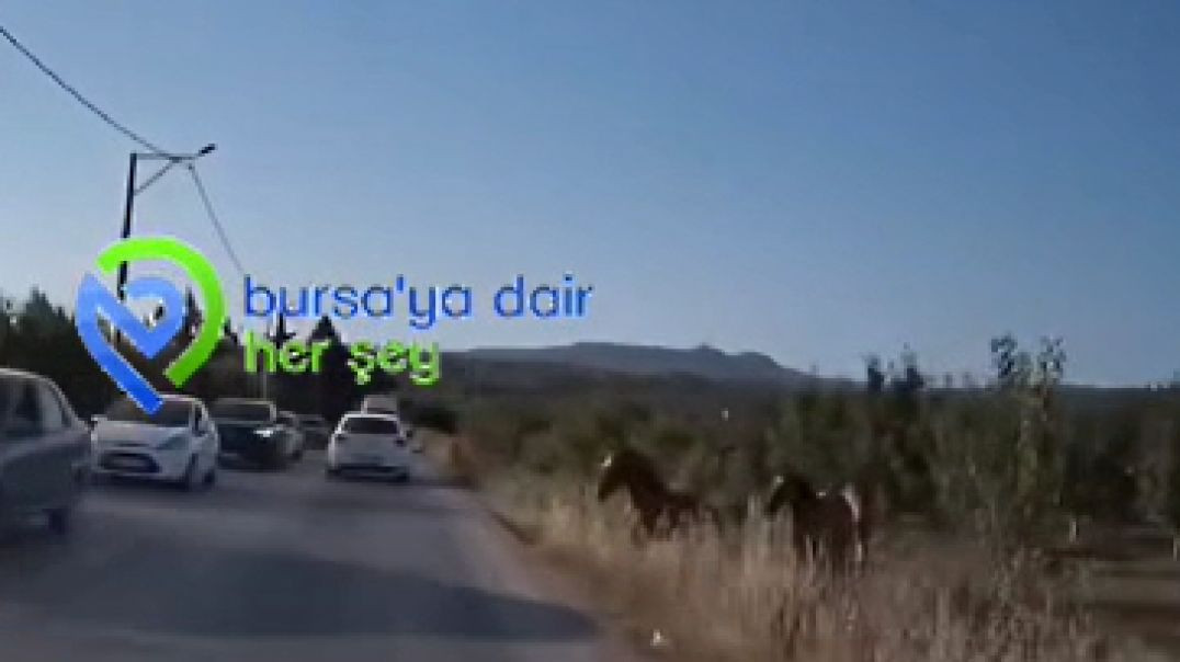 Bursa'da başıboş atlar trafikte yürekleri ağza getirdi