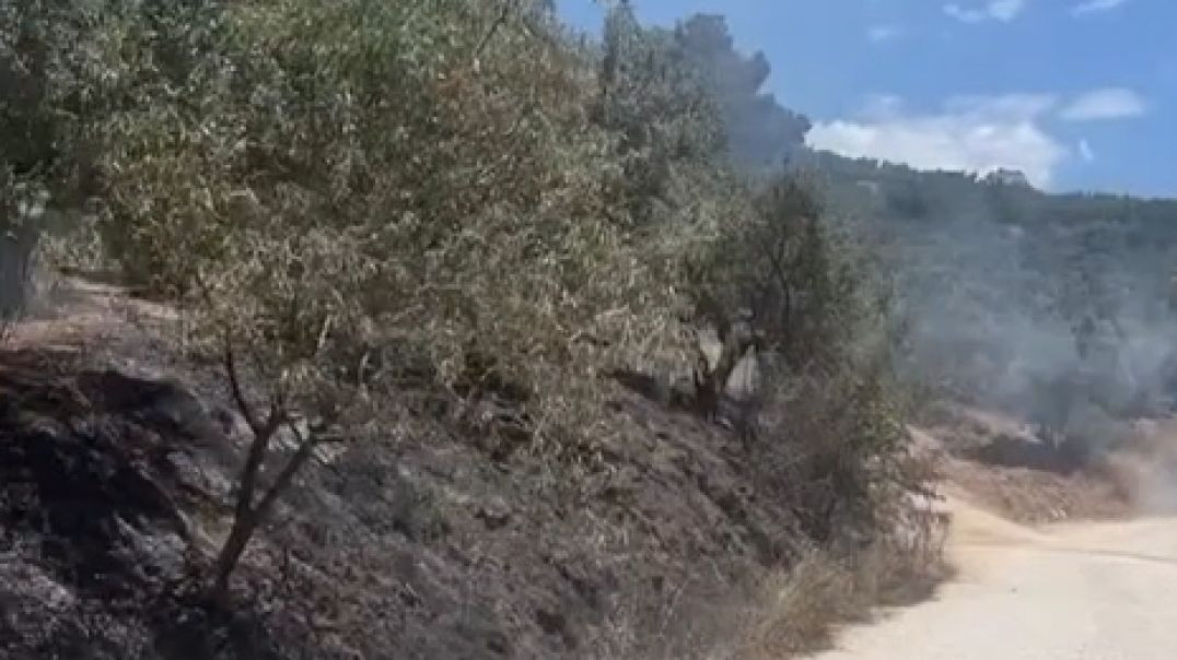 Mudanya'da çıkan yangın zeytinlikleri tehdit ediyor!