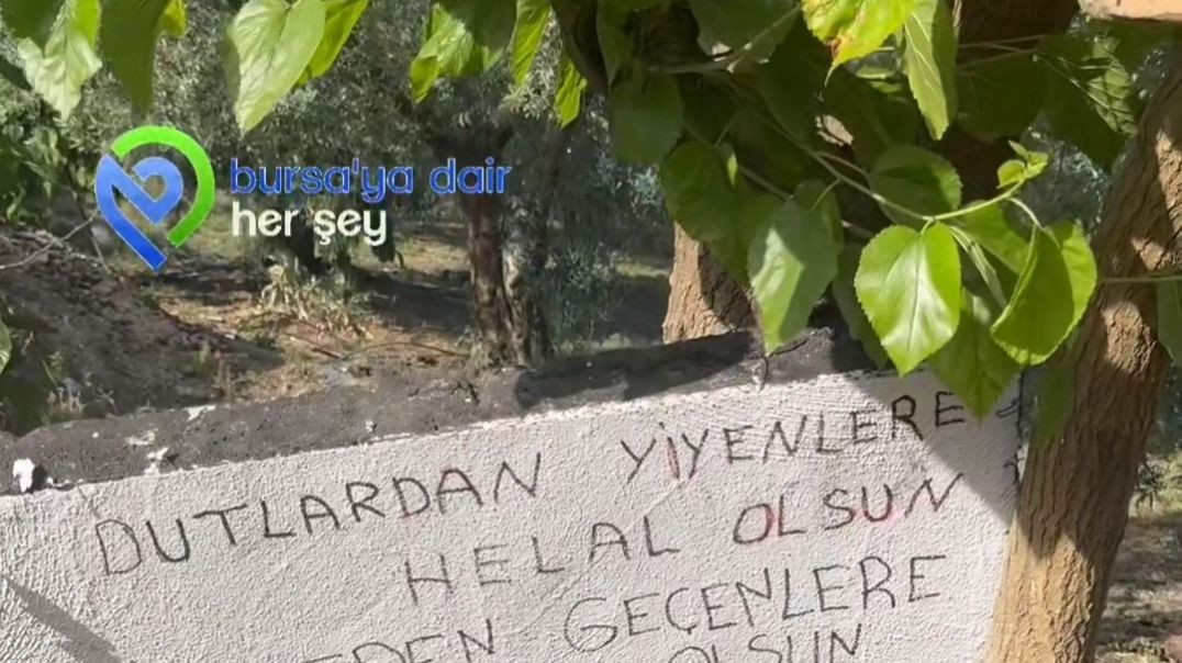 İznik'te bu kez dut yemeyene haram oldu