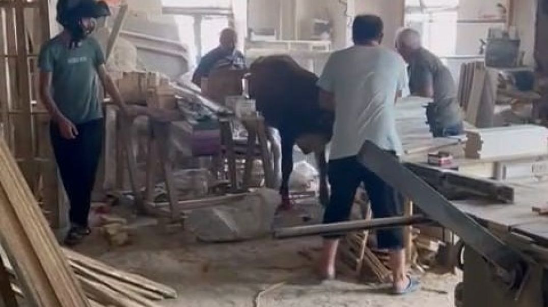 Bursa'da sahibinden kaçan kurbanlık inek sanayide ortalığı birbirine kattı