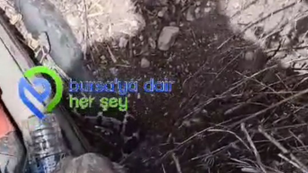 Bursa'da 'engerek yılanı' paniği: Sıcaklara dayanamadı!