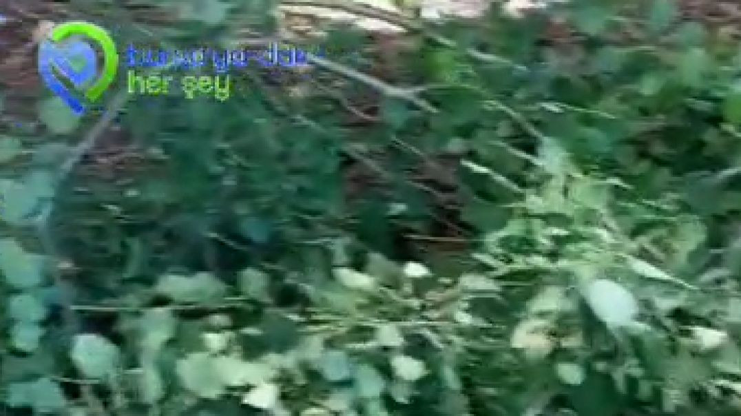 Uludağ'da karavan için ağaç dallarına kıydılar!