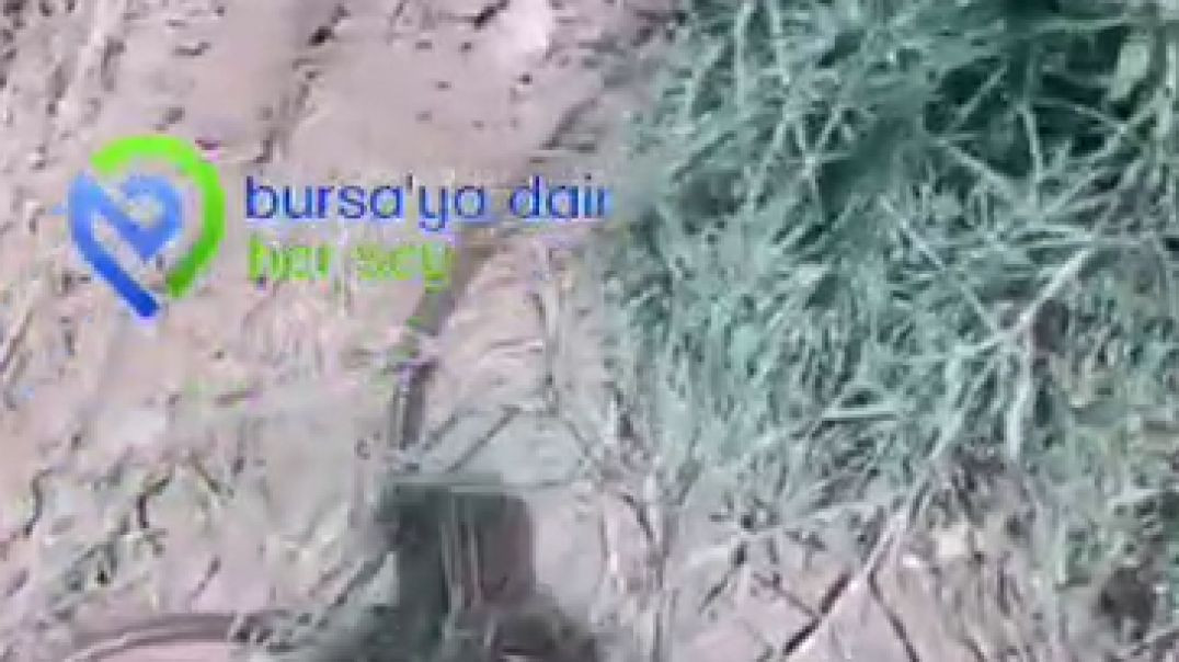 Bursa'da tarlaya dadanan yılanla sohbet etti